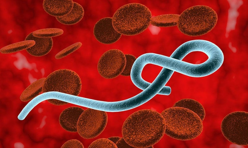 Cập nhật tình hình dịch bệnh Ebola do chủng Bundibugyo tại Cộng hòa Dân chủ Công Gô và Uganda