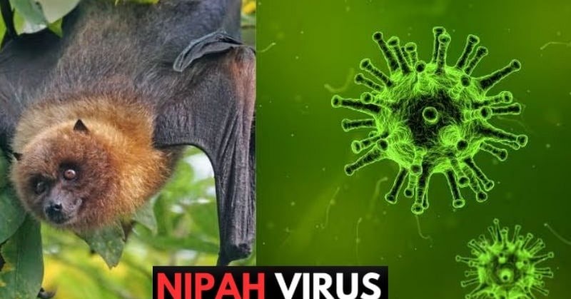 nipah_doi.jpg