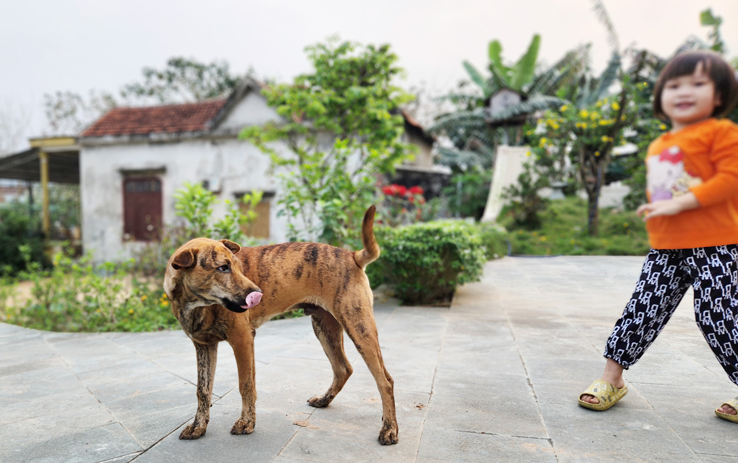 Các_gia_đình_hạn_chế_cho_trẻ_nhỏ_chơi_đùa_với_chó_mèo_và_hướng_dẫn_trẻ_cách_phòng_tránh_chó_mèo_cắn_và_thông_báo_ngay_cho_ba_mẹ_khi_bị_chó_mèo_cào_cắn.jpg