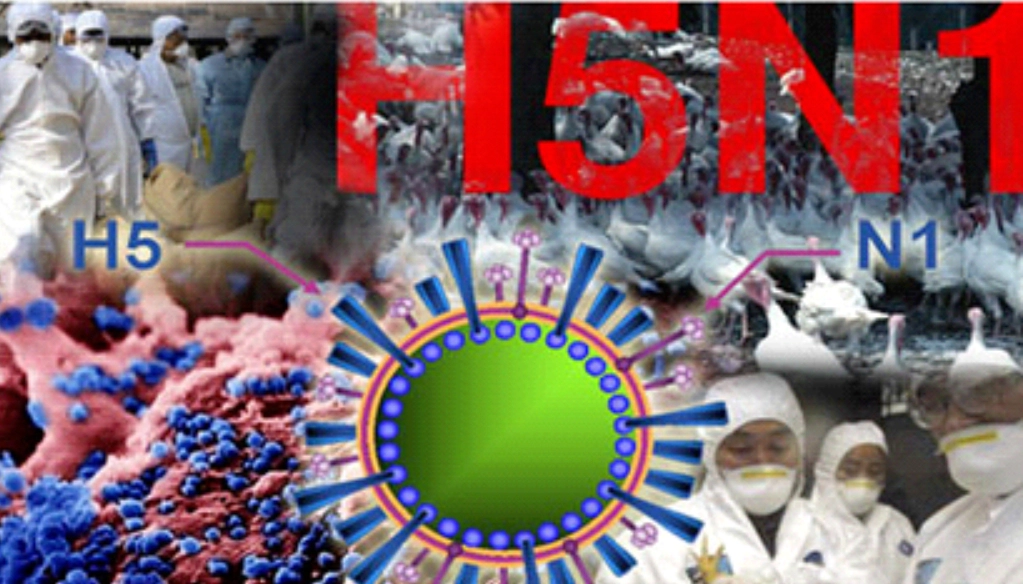 cum-a-h5n1-16664131922641088691243.webp