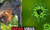 nipah_doi.jpg